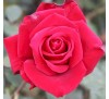 Роза Куин оф Беруда (Queen of Bermuda)